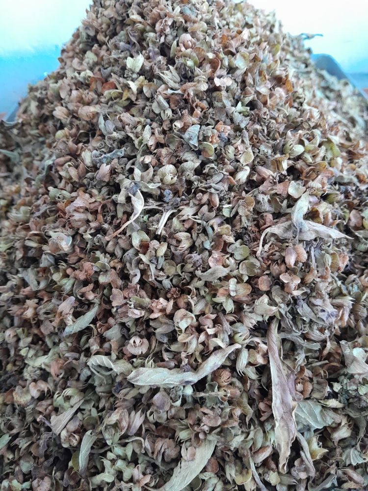 FESLEĞEN(REYHAN) 100GR